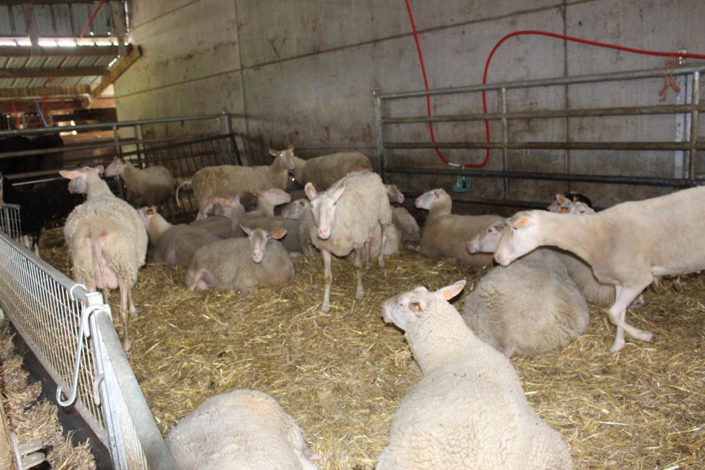Vooral bij zeer warm weer blijven de ooien liever in de schaduw van de stal. Te grote hitte doet de eetlust dalen en daardoor ook de melkproductie.