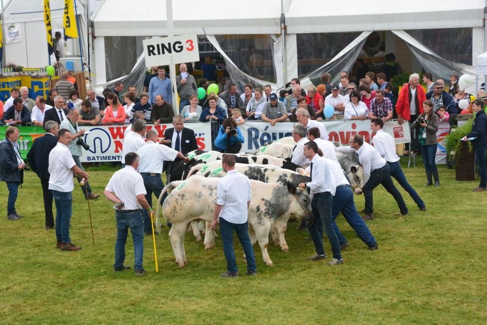 De veeprijskampen bieden een mooi uitstalraam voor wat de rundveehouderij in Wallonië te bieden heeft.