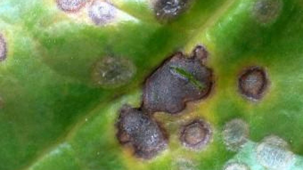 Cercospora op bietenblad.