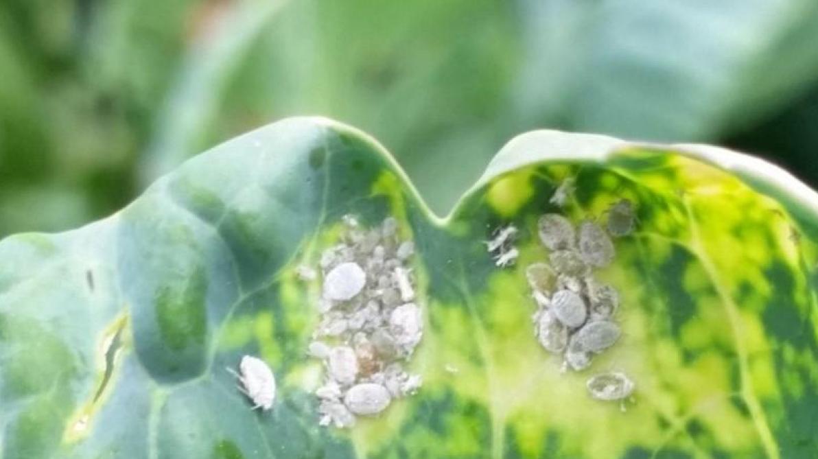 Aanwezigheid van melige koolluizen op koolbladeren.