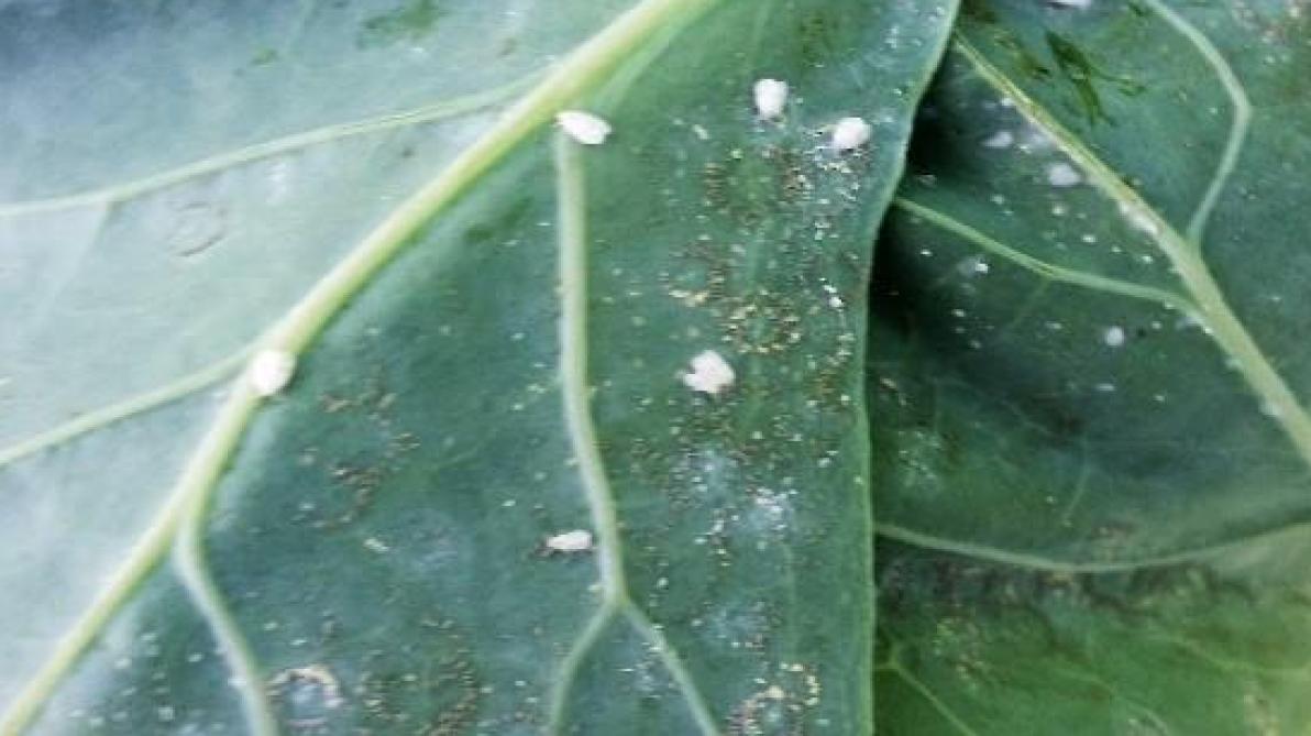 Witte vlieg op spruitkoolblad.