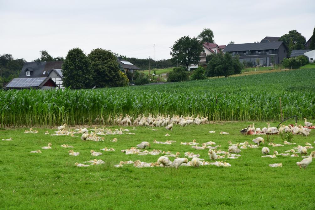 Buiten lopen ganzen in een maïsveld. Nu genieten ze van de beschutting, wanneer ze groot zijn eten ze de maïs op.
