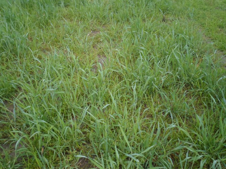 Gewasstand begin april van  Italiaans raaigras + rogge  (zaai 29 september)