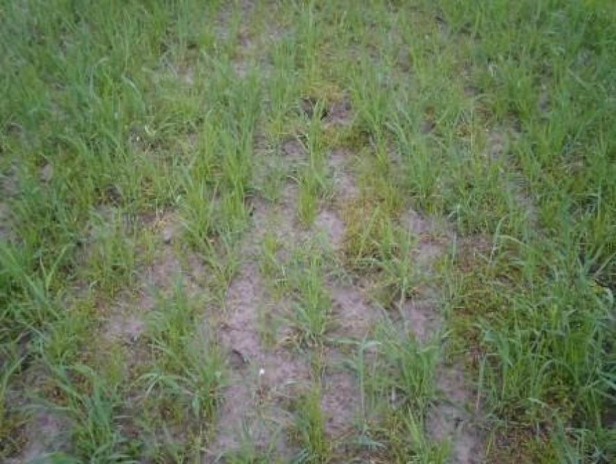 Gewasstand begin april van  Italiaans raaigras + rogge  (zaai 15 oktober)