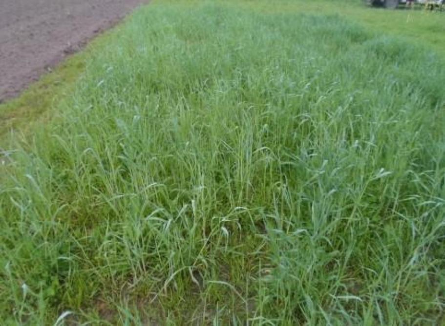 Gewasstand begin april van mengsels met Italiaans raaigras zaaidatum 18 september: gras-rogge-klaver-wikke.