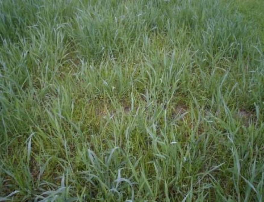 Gewasstand begin april van mengsels met Italiaans raaigras zaaidatum 18 september: gras-rogge-klaver.