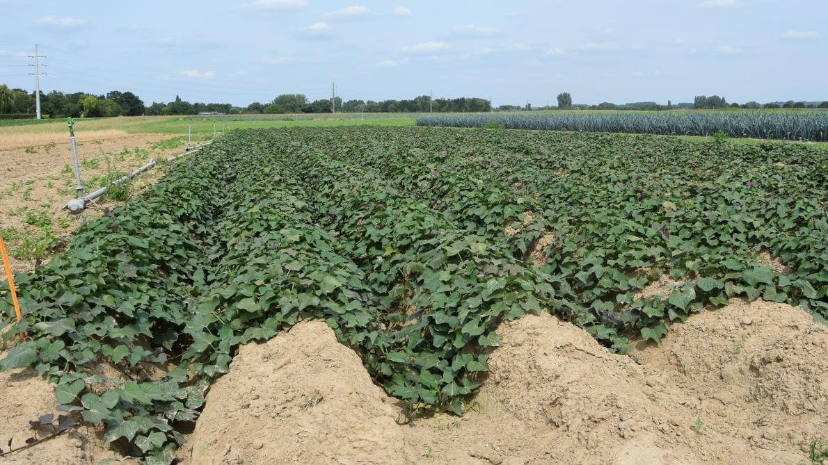 Onder het thema ‘innovatieve teelt’ wordt de zoete aardappel in de schijnwerpers geplaatst op de  tuinbouwafdeling van de Werktuigendagen.