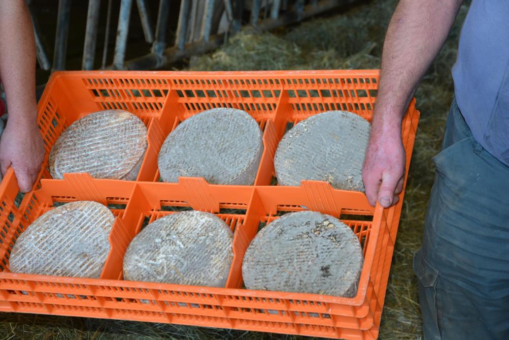 Het ras Brune heeft talrijke troeven voor de productie van kaas in het geografisch gebied van de Beschermde Oorsprongsbenaming van de Saint-Nectaire.