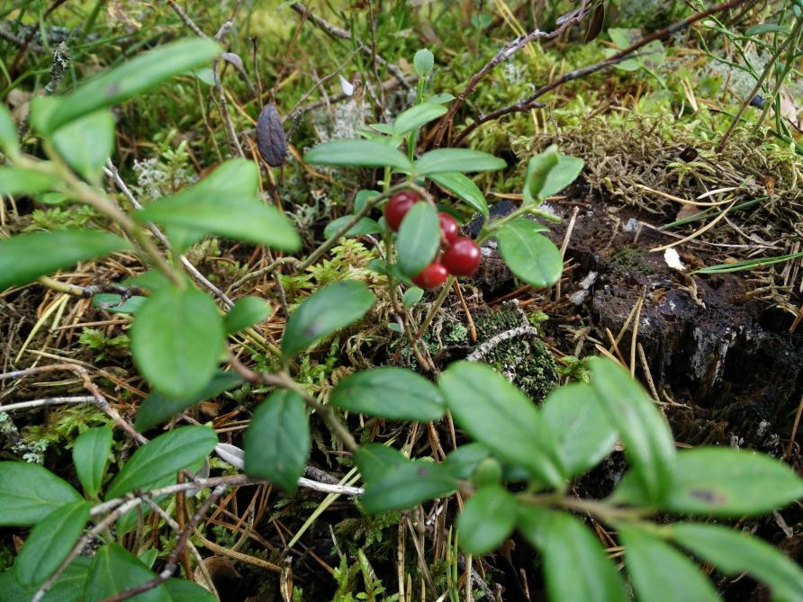 Volgens het Scandinavische ‘Allemansrecht’ mag iedereen vrij plukken in de bossen. Deze lingonbessen zijn erg populair.