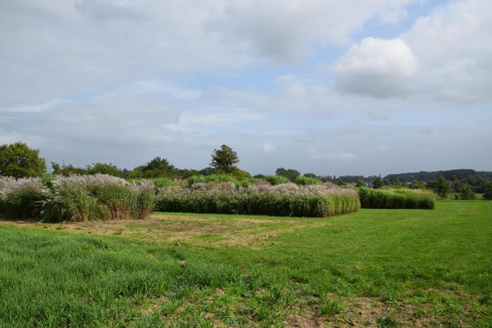 100 genotypen worden te Melle (ILVO) geëvalueerd in het kader van het EU OPTIMISC-project.