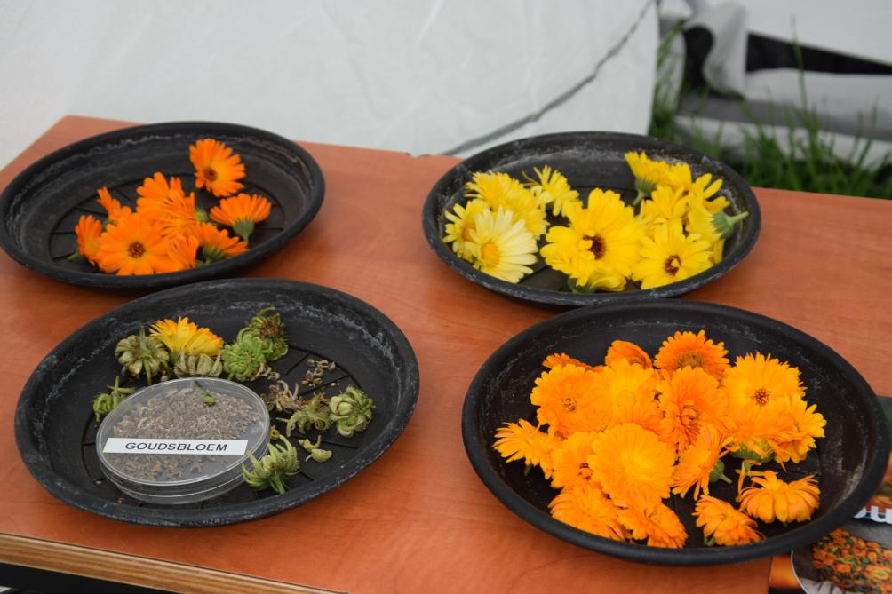 Zowel de bloemen als de zaden van goudsbloem kunnen gebruikt worden in verschillende toepassingen.