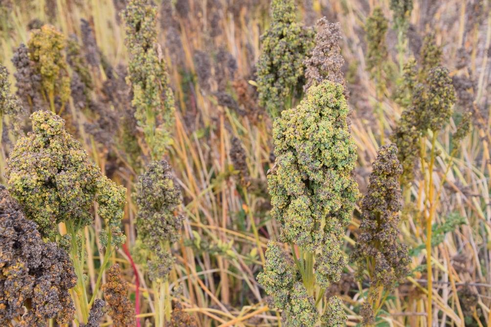 Quinoa telen in Vlaanderen is een logische stap in het kader van duurzaamheid.