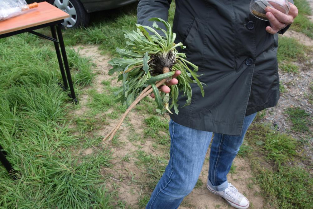 In de wortel van de rubberpaardenbloem of Taraxacum wordt rubber  geproduceerd.
