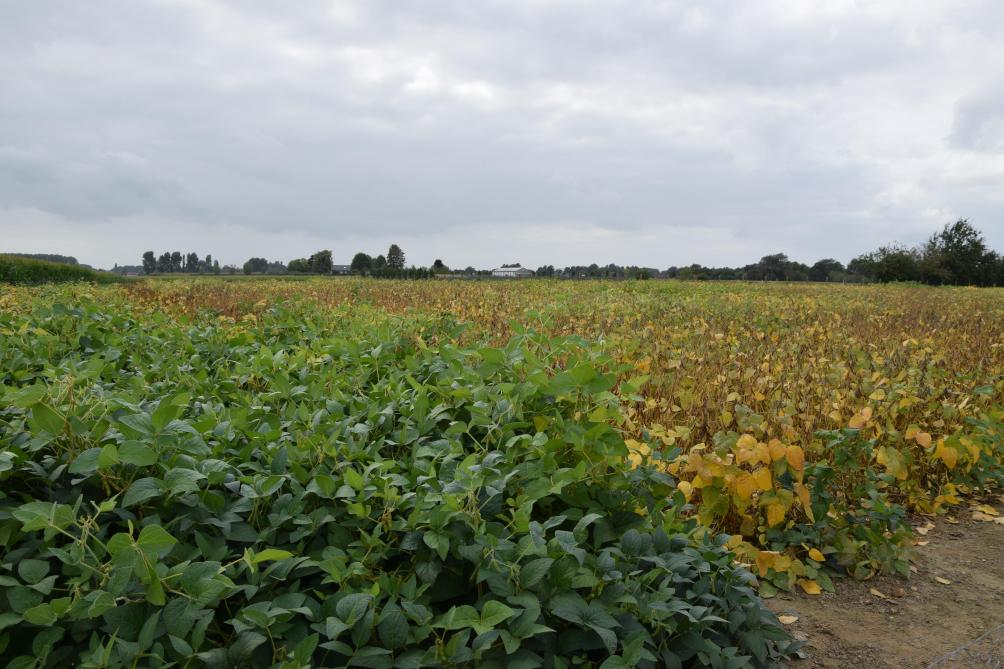 In de sojaveredeling zijn selectievoorwaarden onder andere eiwitgehalte, vroege afrijping, legervastheid en koudetolerantie tijdens de bloei.