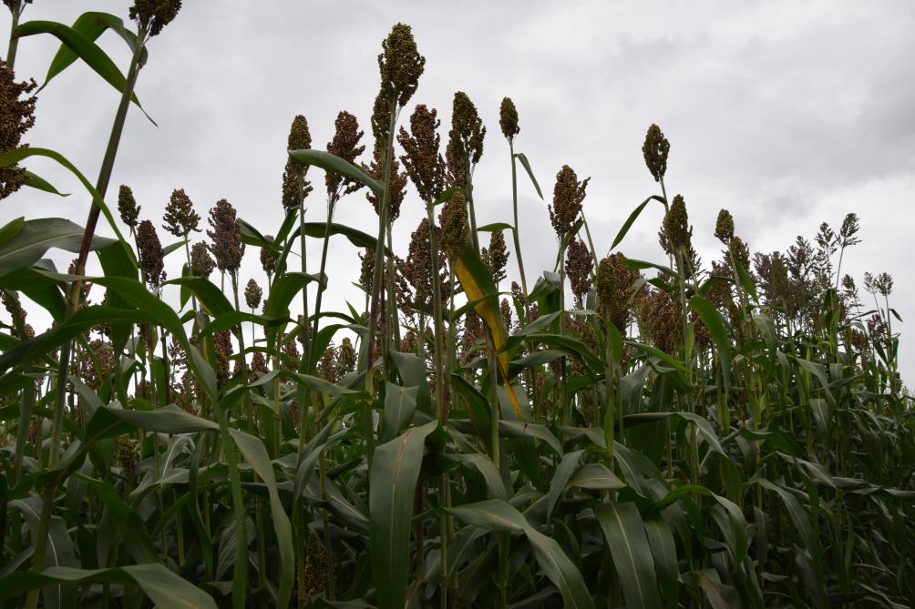 Sorghum werd gebruikt als biomassaproduct, maar kan ook gebruikt worden als voedergewas.