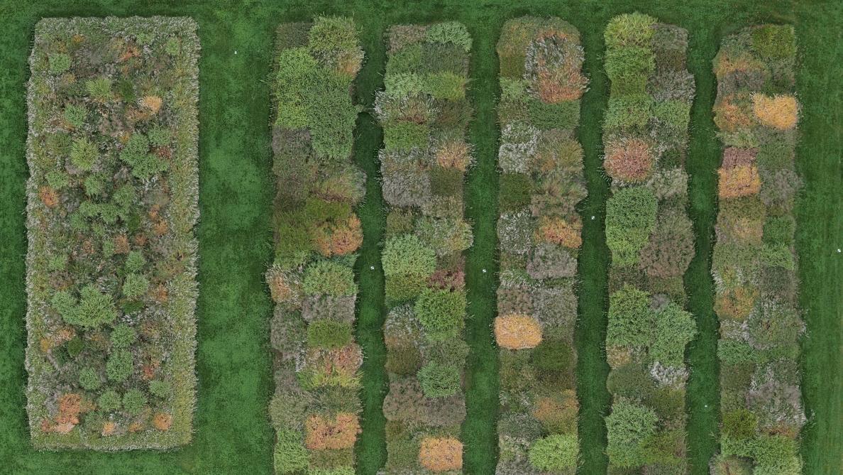 Dronebeeld van de miscanthus- proef: in het onderzoek merkte men alvast heel veel verschillen tussen de genotypes naar afrijping en bloei toe .