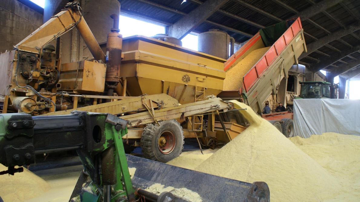 Het vochtgehalte bij oogst is belangrijk om korrelmaïs aan te wenden. Droogkosten kan men missen. Maar ook ander toepassingen dan ‘droge korrel’ zijn mogelijk voor het maïsgraan, waardoor het vochtgehalte bij oogst net ietsje minder belangrijk kan zijn.