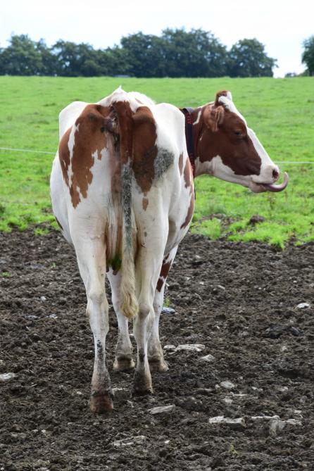 De stichting Weidegang wil meer koeien in het landschap, om de consument niet te vervreemden van de melkveehouderij.