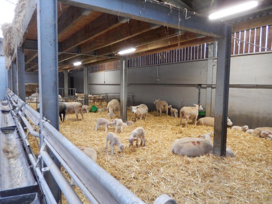 Voor de schapen is er op het bedrijf een goed ingerichte nieuwe stal.