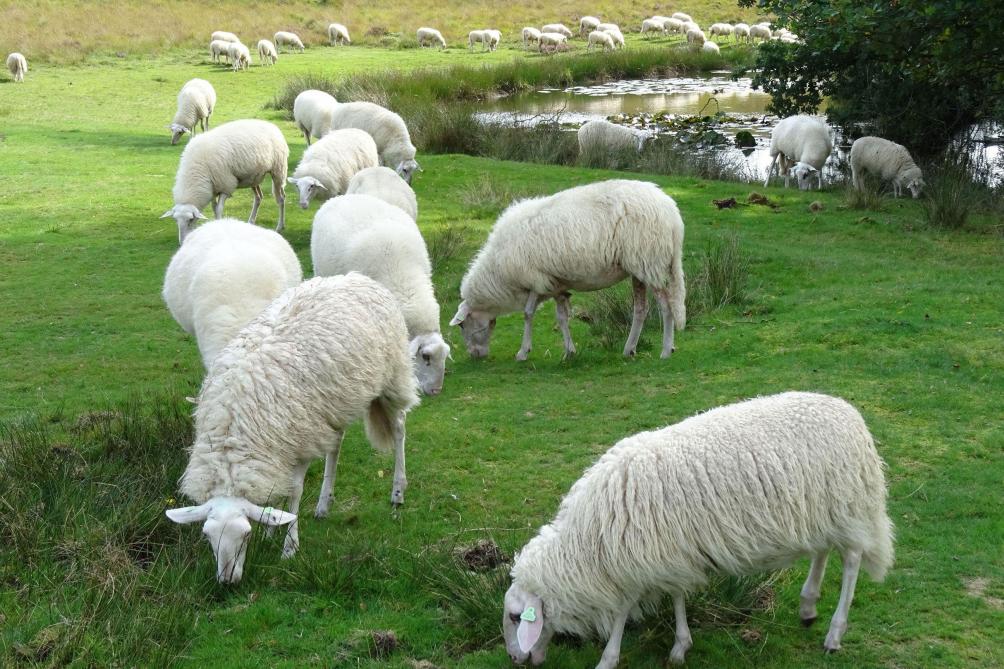 Het kopen van onbekende schapen, is niet zonder risico’s.