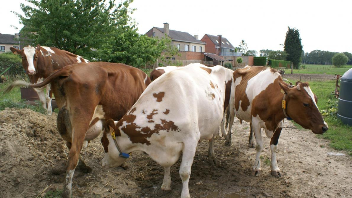 Jaarlijks worden duizenden runderen in Vlaanderen het slachtoffer van blikjes en flesjes die mensen achteloos weggooien.