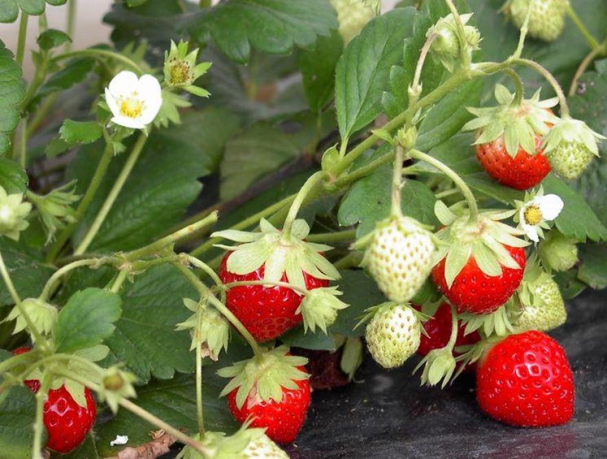 Aardbeien plant je nu of in het voorjaar - Landbouwleven