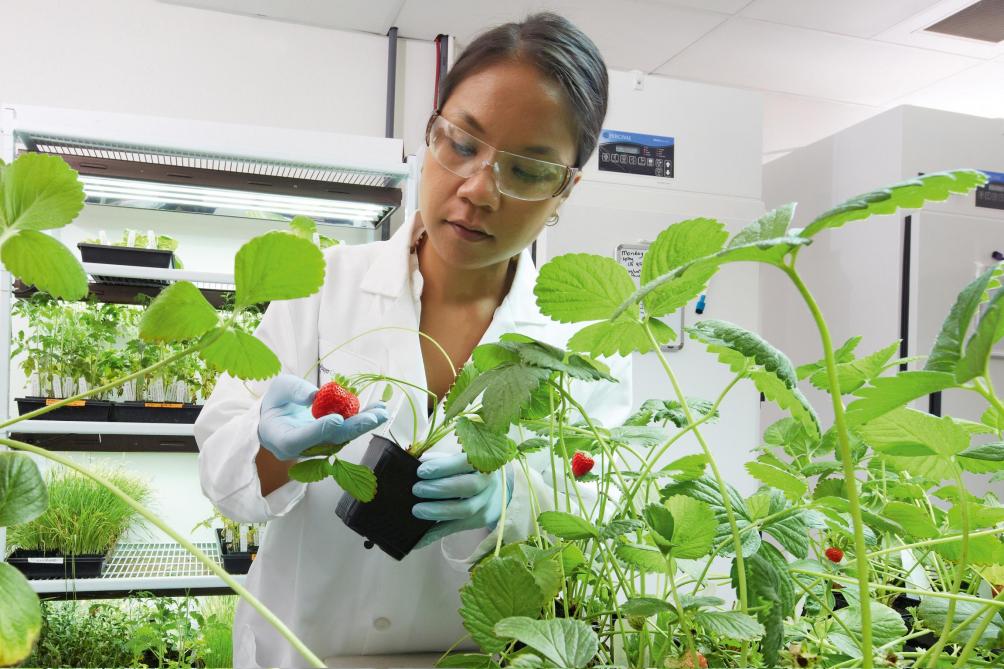 Plantpatholoog Cecilia Wilson onderzoekt aardbeienplanten.