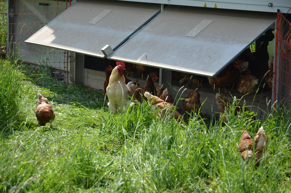 De hanen dienen als politie. Als de kippen vechten, komen ze tussenbeide.