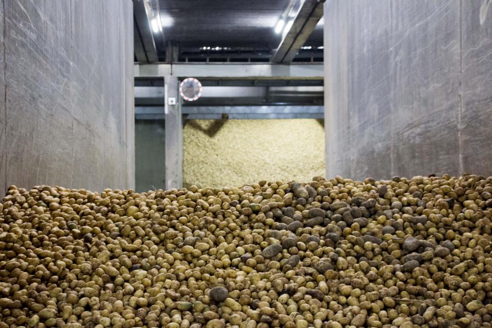 Clarebout ontvangt aardappelen van circa 1.500 Belgische telers.