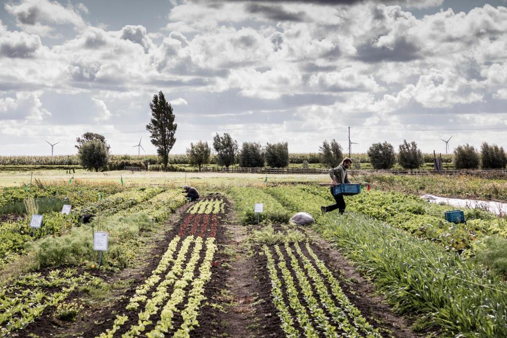 In de ‘Tuinen van Stene’ moeten klassieke parkfuncties zoals recreatie, natuur en landschapsbeleving, samengaan met nieuwe vormen van stadsnabije landbouw.