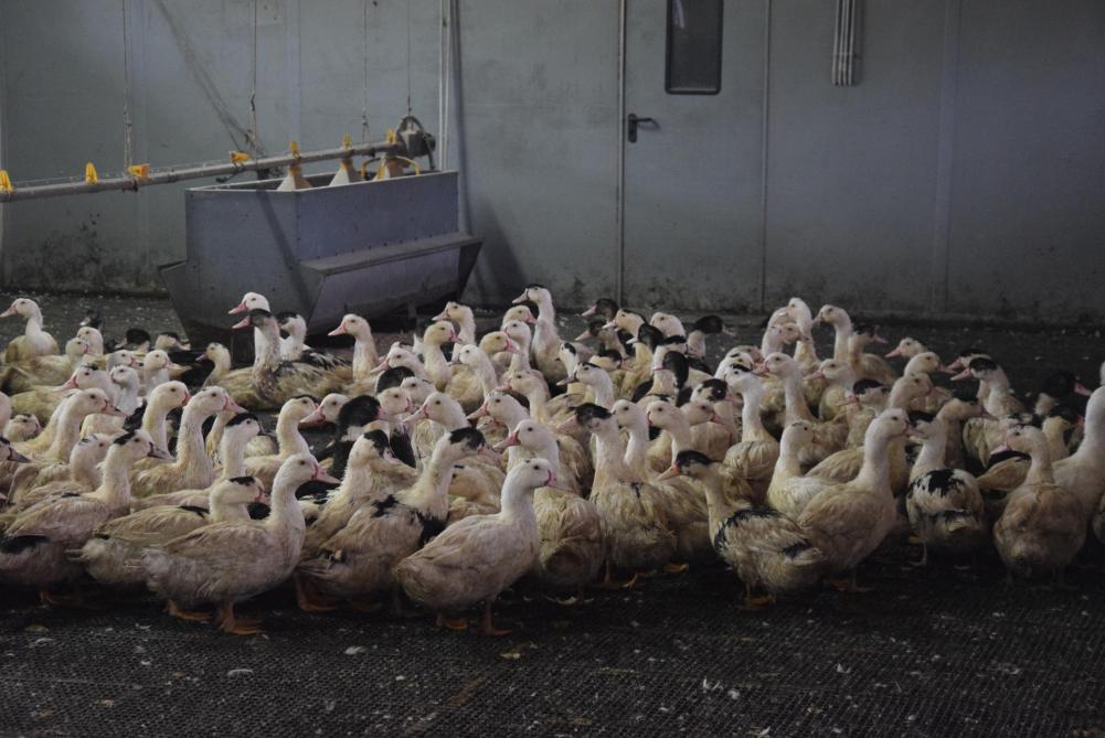 De wegeving in België rond de productie van foie gras wist lang de belangen van het economische met dierenwelzijn te verzoenen.