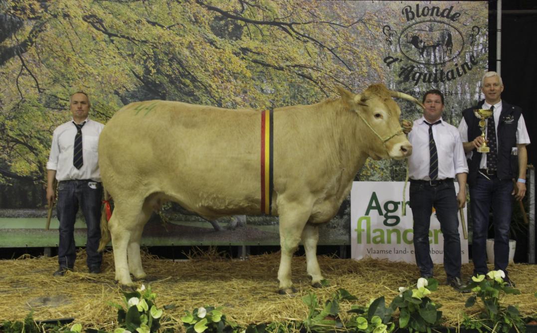 Gupetia, de kampioene bij de volwassen koeien jonger dan drie jaar, uit de stal van Carl Mintjens.