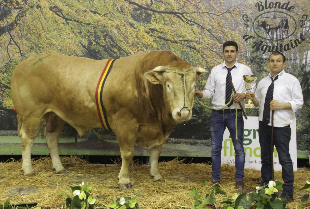 Jambon, van de familie Lauryssen, werd kampioen bij de volwassen stieren ouder dan drie jaar.