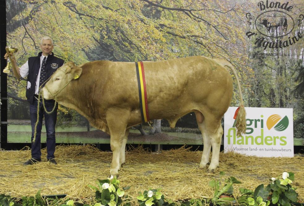BAC Nimo van Carl Mintjens won in de categorie  jongvolwassen  stieren .