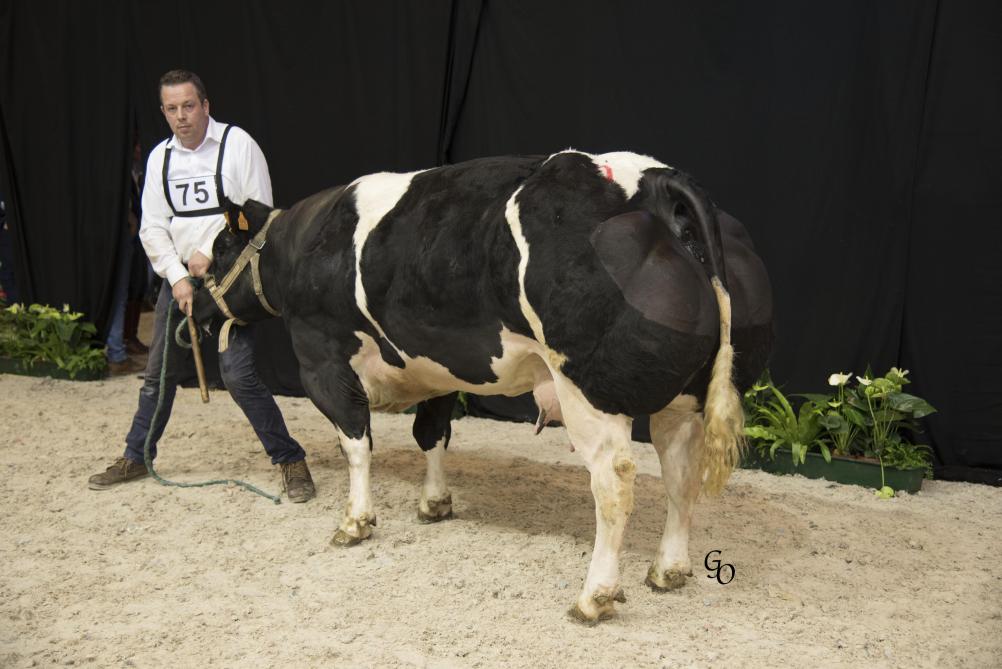1ste prijs in haar reeks bij de koeien vanaf 44 maanden: Kiara vd Stokerij (Député X Machinal) van Roger Monbaliu, Jabbeke.