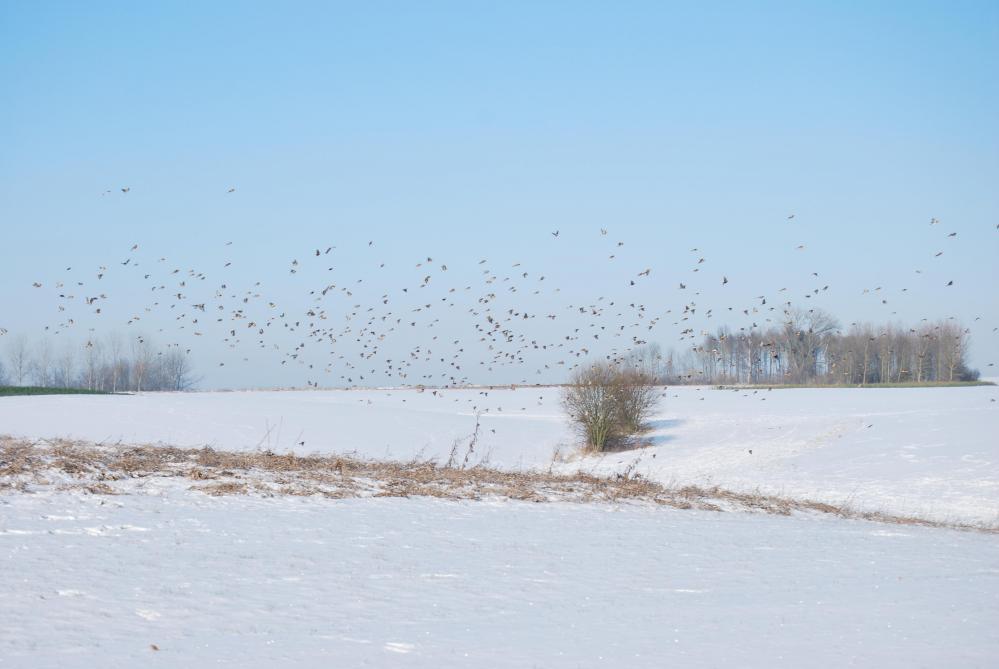 Vogels in de sneeuw in Haspengouw.