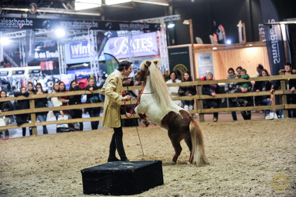 Niet alleen jumping en dressuur, maar ook pony’s vullen tijdens Flanders Expo de piste.