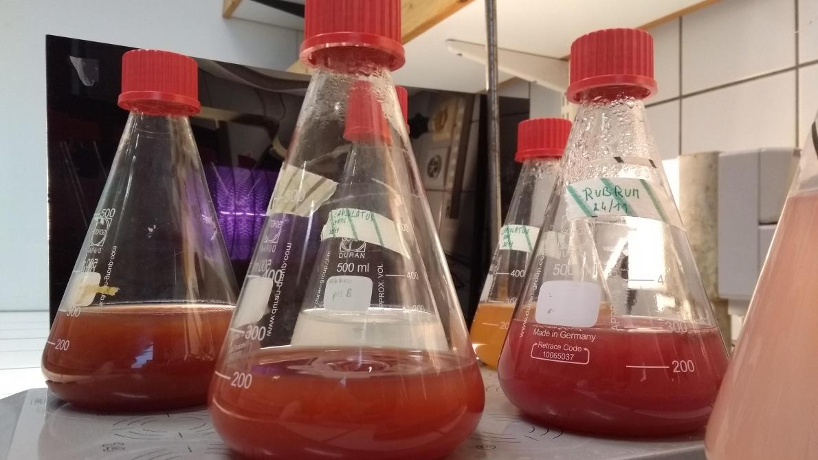 Cultivatie van purperbacteriën in het labo.