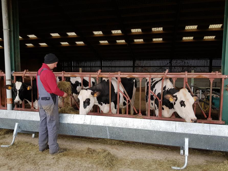 De verzorging van de Holsteins van het Belgische team gebeurt op een geïsoleerd melkbedrijf nabij Luik.