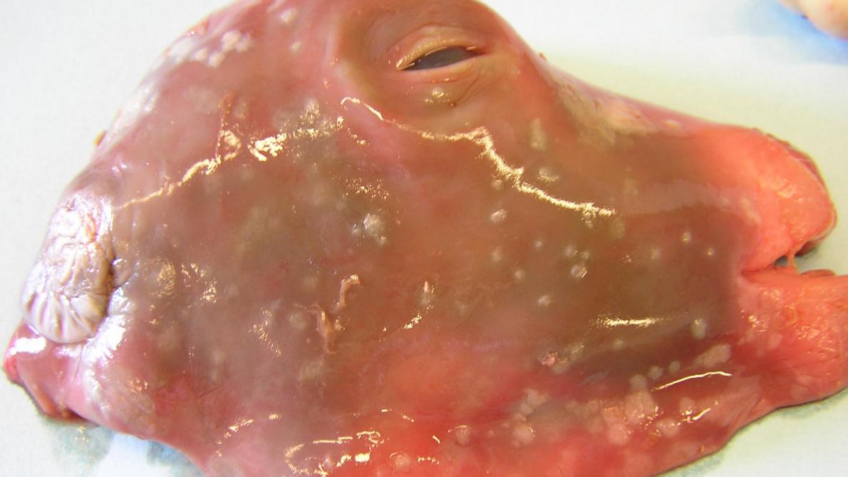Foto 7 + 8: Abortus veroorzaakt door een schimmel in de vorm van grijs tot geel cirkelvormig beleg.