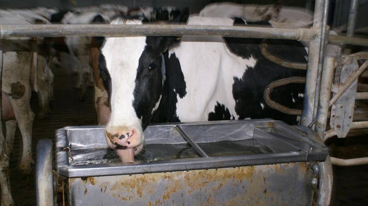 Koeien moeten altijd voldoende en schoon drinkwater ter beschikking hebben. Reken op één bak per twintig koeien. Ze nemen immers zo’n 4 l water op per kg melk.