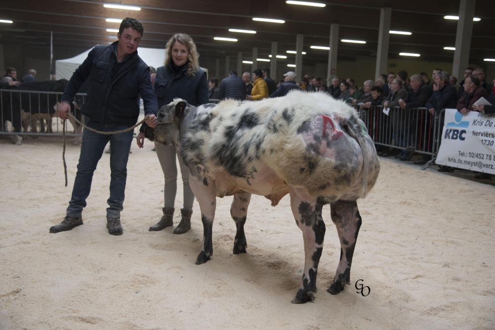 1ste prijs - Stieren van 6 tot 10 maanden. Nardo van het Kruisborre (Artdeco X Impérial) à Roger & Jan Orinx, Asse