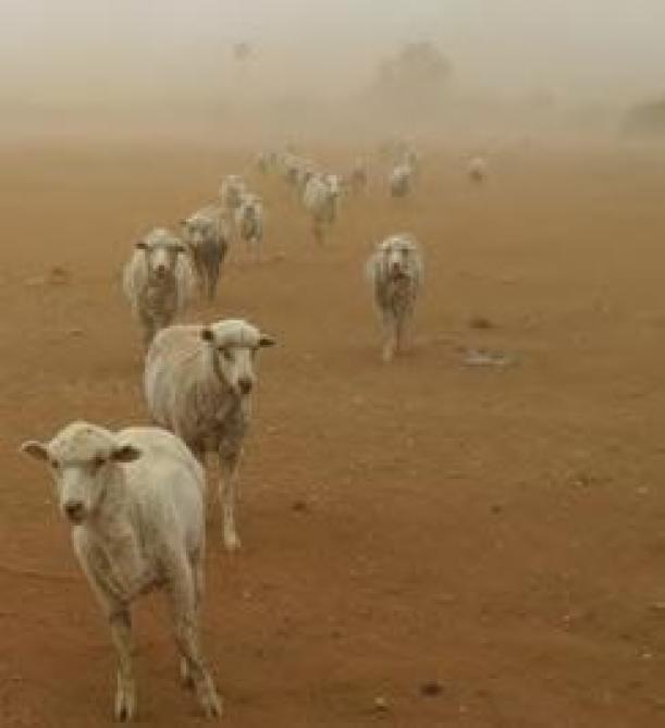 Wanneer het klimaat hen niet voor problemen stelt, is het onmogelijk om te concurreren met Australische schapenhouders.