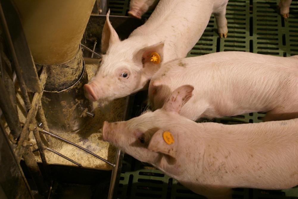 Antibioticagebruik werd vooral in de varkenssector sterk teruggedrongen.