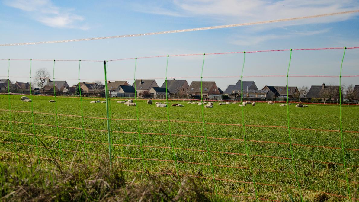 Een omheining die ook dieren zoals de wolf moet buitenhouden, vergt aanzienlijke investeringen, zowel in middelen als tijd.  Voor Boerenbond moet de overheid tegemoetkomen in de volledige - niet enkel een gedeeltelijke (80%) - investering en onderhoudskosten.