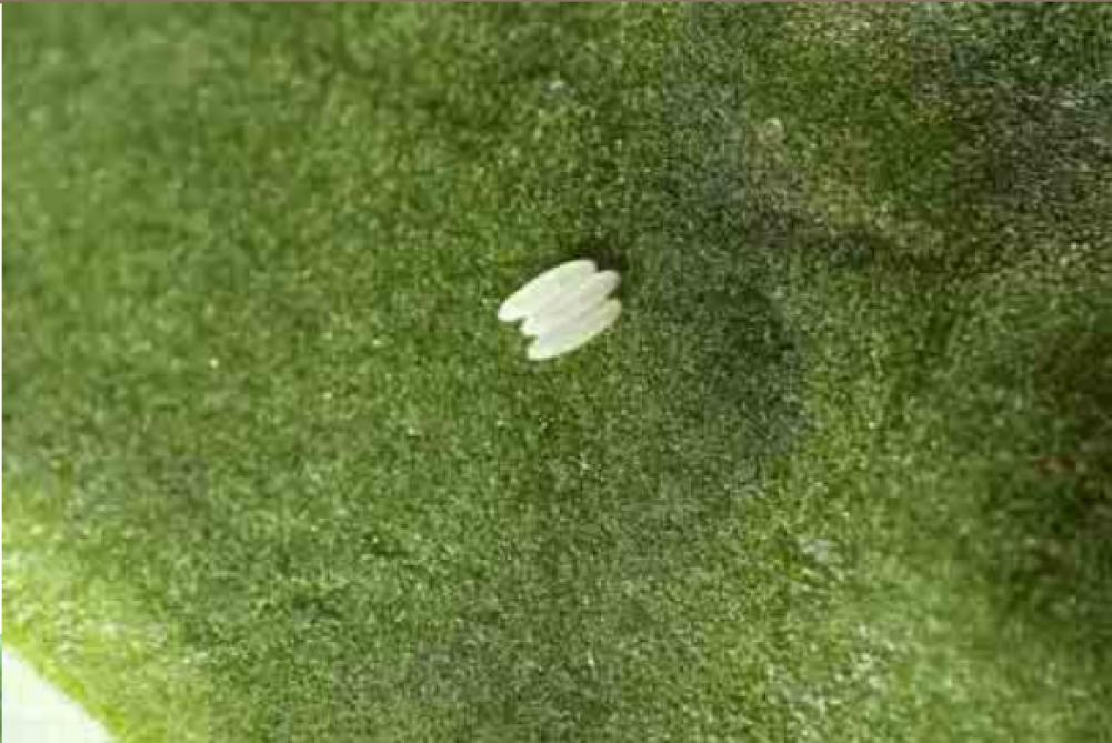 In het gewas herken je bietenvlieg op de bladeren aan de langwerpige eitjes die naast elkaar staan.