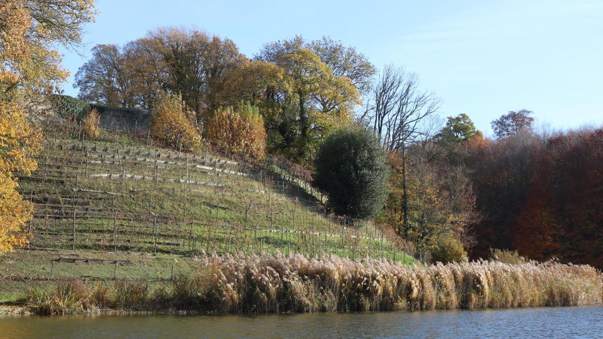 De planten van de wijngaard aan het kasteel van Gaasbeek werden al enkele jaren niet meer onderhouden en de aangelegde terrassen zijn in slechte staat.