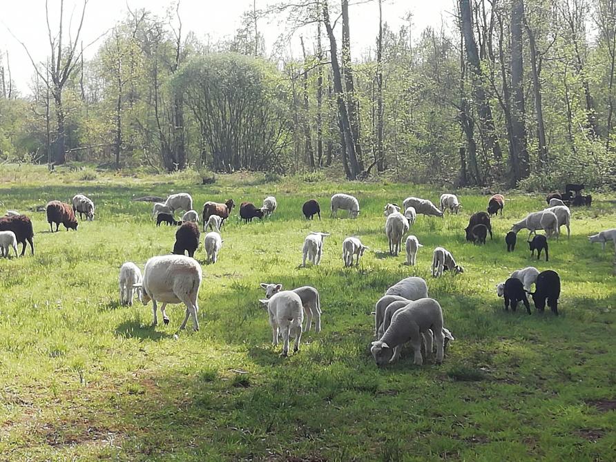 Rundveehouderij en natuurbeheer kunnen een goede combinatie zijn. Toch lijken er ook kansen te liggen voor andere sectoren zoals de geiten- en schapenhouderij.
