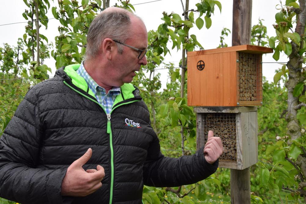 Fruitteler Kris Wouters nam deel aan het project: “De wilde bijen leverden goed werk, vooral bij de peren waar je de voorbije jaren amper honingbijen zag.”