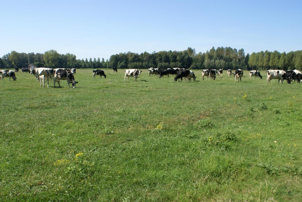 Houd koeien op hete dagen overdag binnen en laat ze pas na de avondmelking, als de warmste periode van de dag gedaan is, naar buiten gaan.